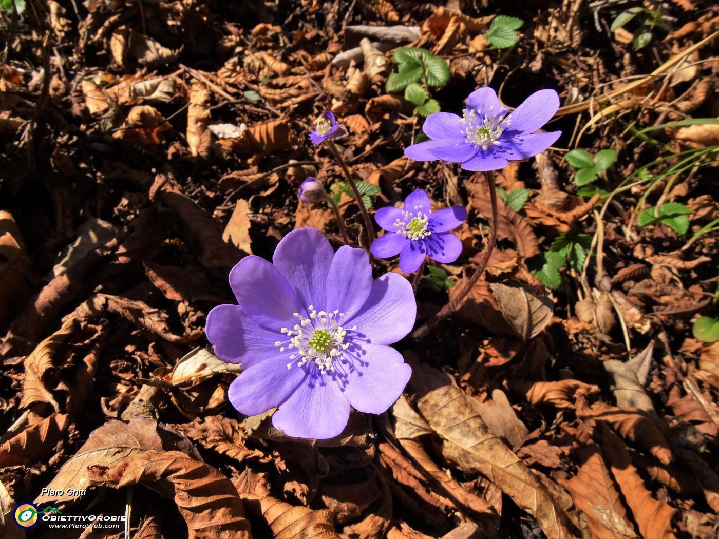 27 Hepatica nobilis (Erba trinita) sul sent.597.JPG